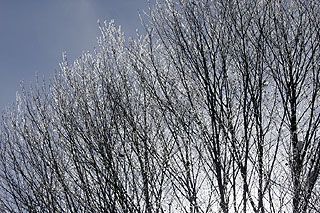 降る雪のふれあふ音の橅の森