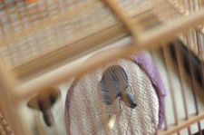 虫の音の途切れて闇の濃くなりし